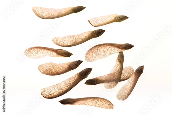 Obraz Maple seeds on white - backlit