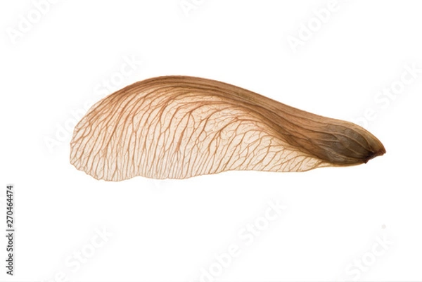 Obraz Single maple seed - backlit