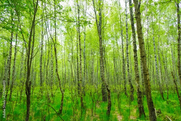 Fototapeta A postcard with a birch forest of spring day in Ukraine. Ukrainian nature.
