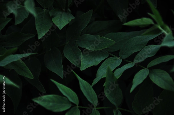 Obraz green background colorful background