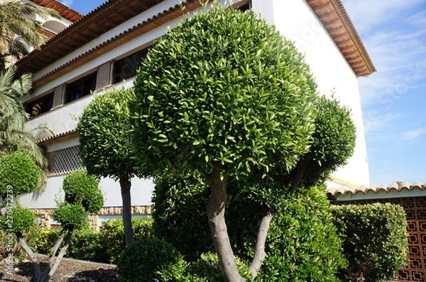 Obraz Topiary forms in garden 