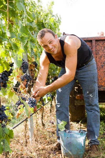 Obraz harvesting