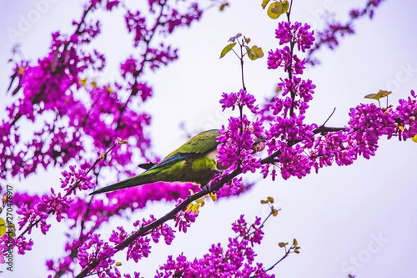 Obraz branch with pink flowers