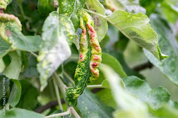 Fototapeta Fungal diseases of fruit trees. Taphrina deformans. Leaves of fruit trees with leaf curl disease
