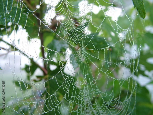 Obraz Spider web in morning