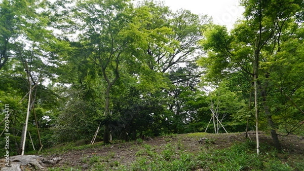 Fototapeta 大自然