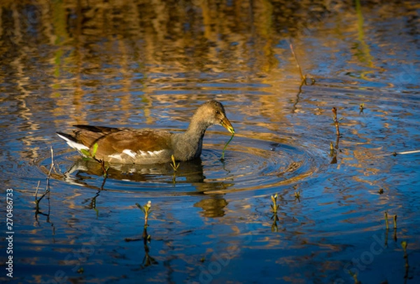 Obraz Bird in nature