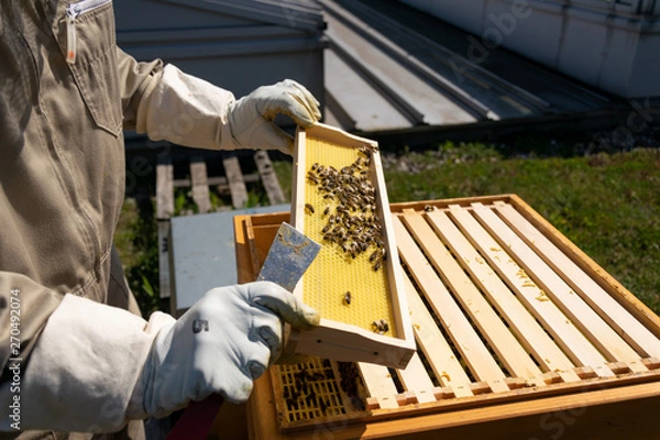 Obraz Hands of beekeeper in protective gloves holding a honeycomb frame with bees on rooftop. Apiculture. Urban beekeeping.