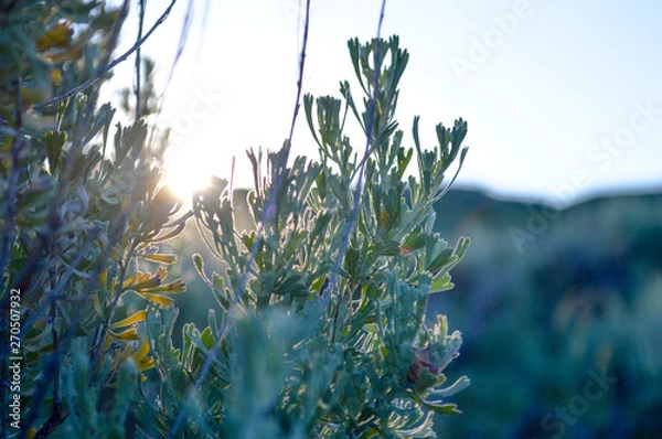 Obraz Sunrise Sage