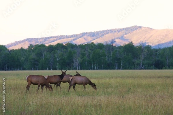 Fototapeta Mule Deer