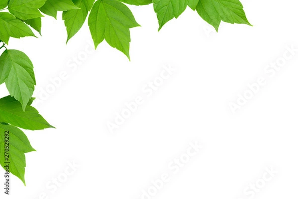 Obraz Branch with green leafs on defocused background (the depth of field is ultra shallow).