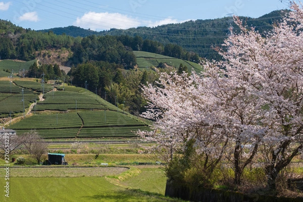Obraz 京都府和束町の茶畑と桜　春　緑茶　抹茶　ソメイヨシノ