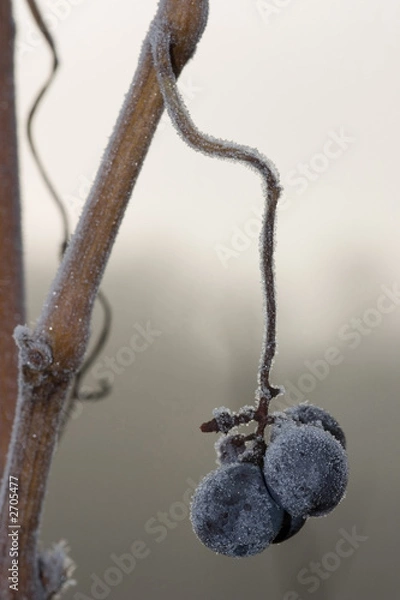 Fototapeta four frozen red grapes