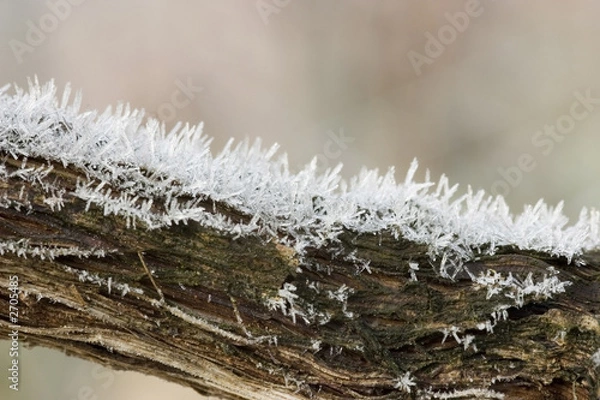 Obraz vine stem with ice crystals