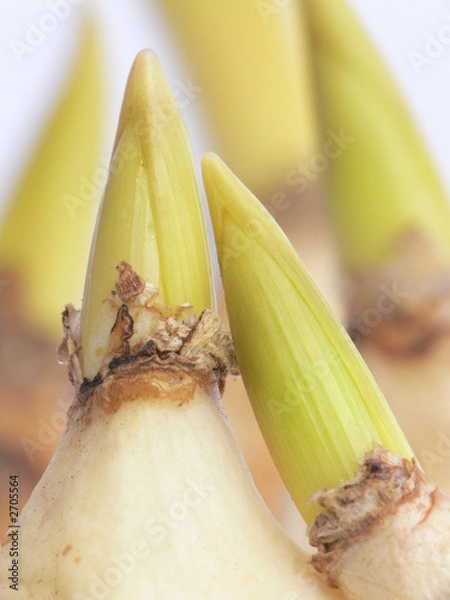 Fototapeta group of sprouting bulbs