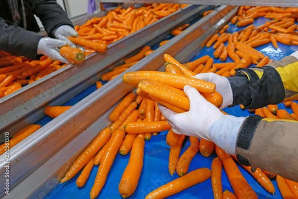 Fototapeta Carrots in food processing plant. Female workers sorting and controlling carrots on production line