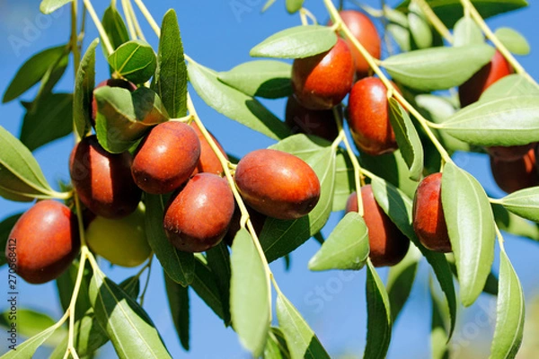Obraz Fruits of jujube. Ziziphus jujuba.
