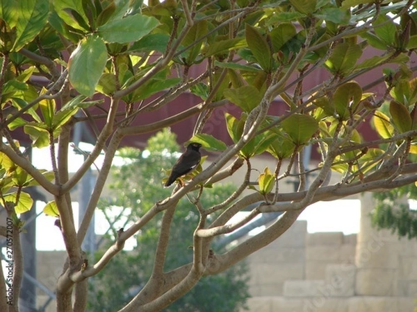 Obraz bird on a branch