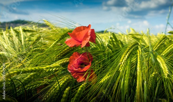Fototapeta Les coquelicots