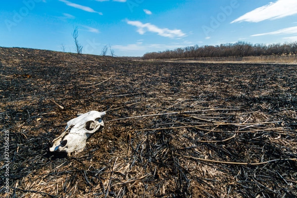 Fototapeta The cow skull lying on the field ground after big wildfire