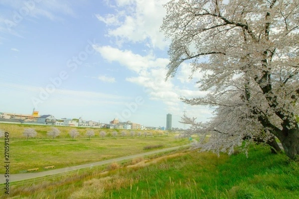 Obraz 街並みと大きな桜の木がある風景