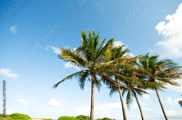 Fototapeta Palms trees on the beach during bright day