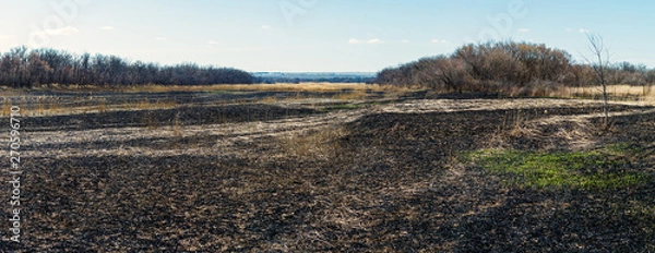 Fototapeta The panoramic view of the burned field with dry grasses and forest at the distance