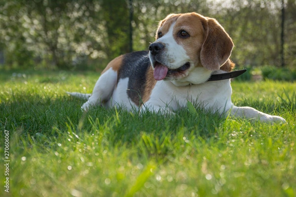 Obraz dog resting outside on a grass