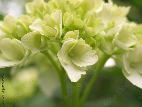 Fototapeta 白いアジサイ