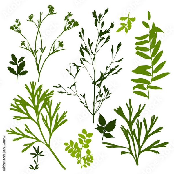 Fototapeta Set of silhouettes of botanical elements. Branches with leaves, herbs, wild plants, trees. Garden and forest collection of leaves and grass. Vector illustration on white background - Vector Graphics