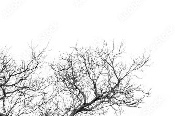 Fototapeta Dry branches.