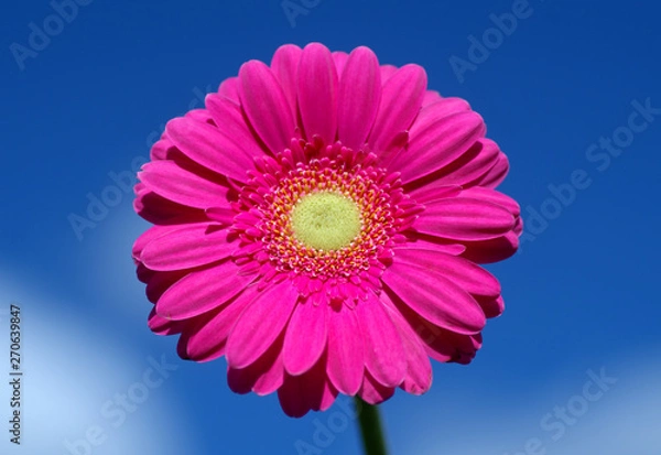 Obraz Pink gerbera against sky.