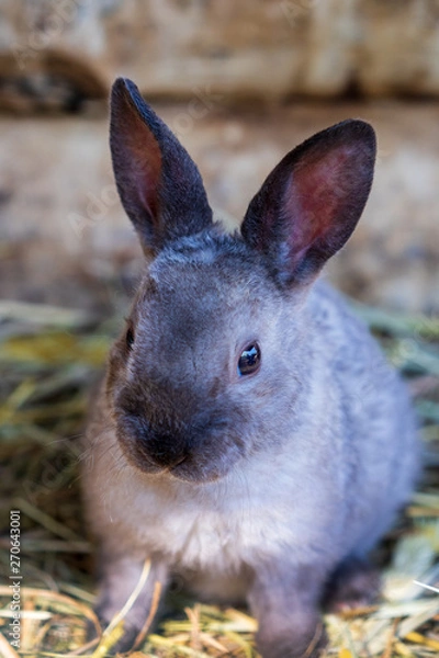 Fototapeta gray rabbit cub close up