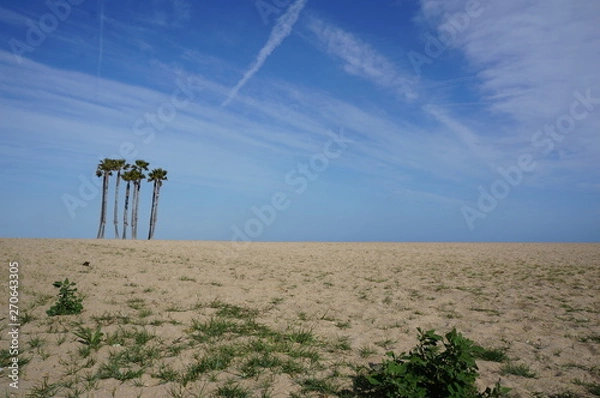 Obraz desert sandy landscape with several palm trees