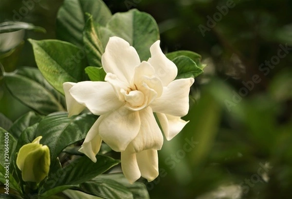 Obraz Pretty gardenia flower (Gardenia jasminoides) blooming in the green garden background , Spring in GA USA.