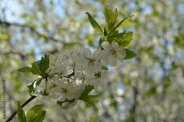 Fototapeta branch of a tree in spring