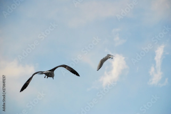 Obraz seagulls flying in winter