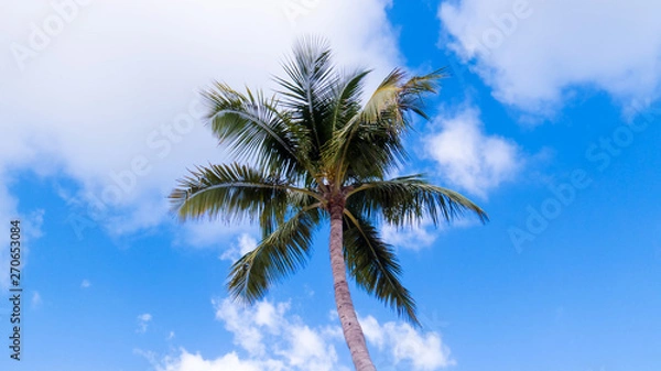 Fototapeta A tall isolated palm tree with a beautiful blue sky with passing clouds.