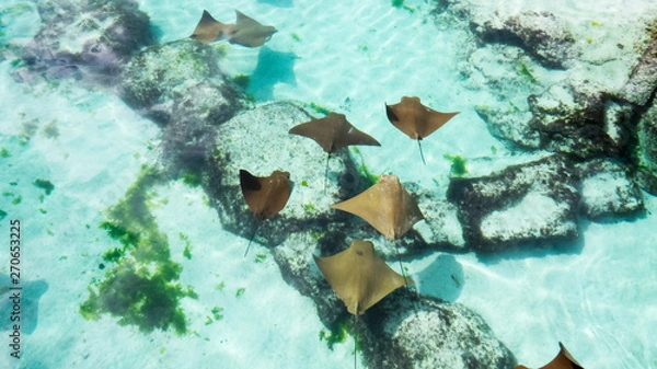 Obraz Small healthy sting rays swimming peacefully in the warm shallow water of the Bahamas.	