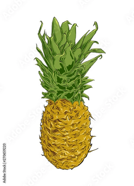 Fototapeta Hand drawn sketch of pineapple in color. Isolated on white background. Drawing for posters, decoration and print. Vector illustration