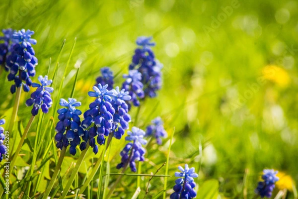 Obraz Spring Flowers