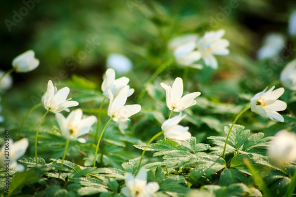 Obraz Forest Flowers