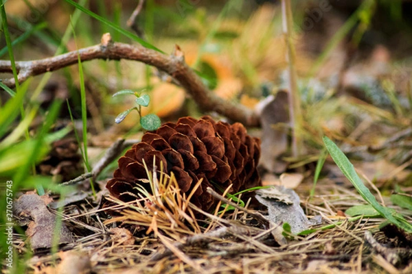Obraz Pinecone