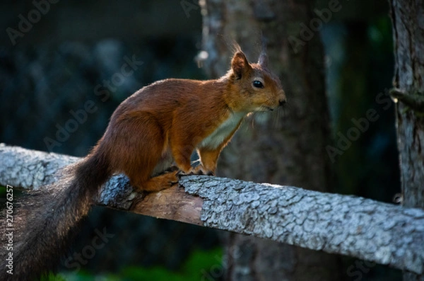 Fototapeta Squirrel standing on tree