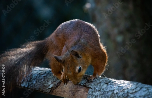 Fototapeta Squirrel jumping of tree