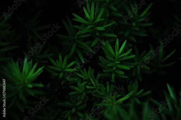 Obraz contrast lively background