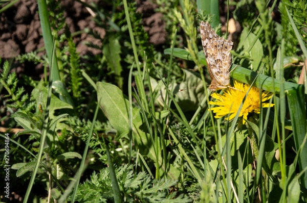Obraz Butterfly burdosk drinks nectar.