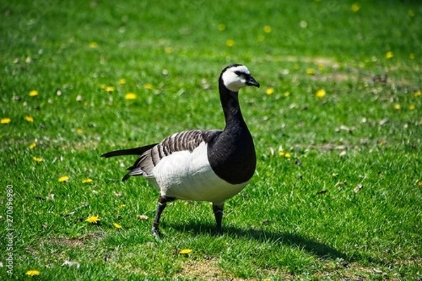 Obraz Finlandia - Helsinki