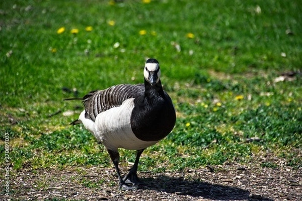 Obraz Finlandia - Helsinki