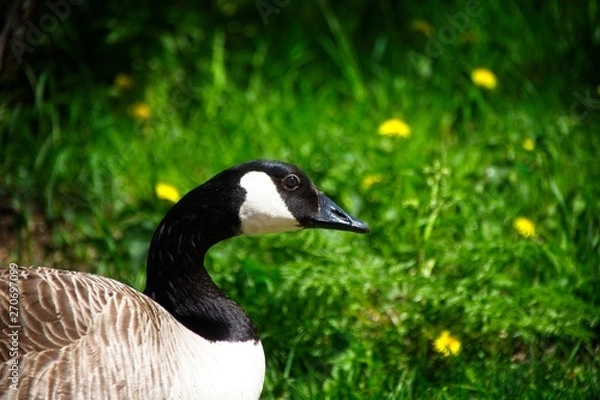 Obraz Finlandia - Helsinki